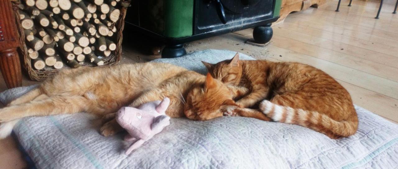 Au Chat Ronfleur バニエール・ド・ビゴール エクステリア 写真