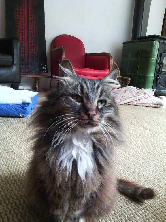Au Chat Ronfleur バニエール・ド・ビゴール エクステリア 写真
